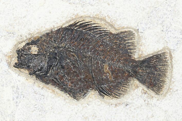 Fossil Fish (Cockerellites) - Green River Formation #179214